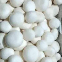 قارچ عمده ۲۱۰