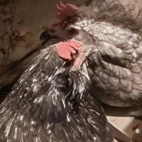 تخم مرغ نطفه دار گلین
