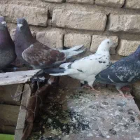 کبوتر