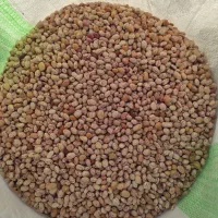 لوبیا چیتی