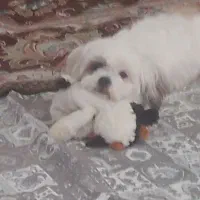 سگ شیتزو|سگ|فردیس, سرحد آباد|دیوار