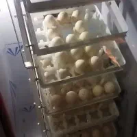 دستگاه جوجه کشی .اجاره