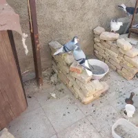 کبوتر افغان