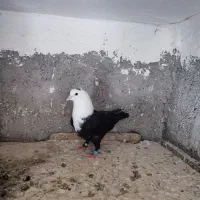 مخمل سیاه ماده