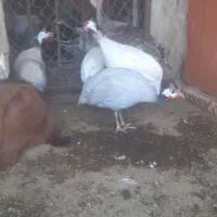 تخم گذار