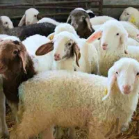 گوسفند زنده بره قلم آبی