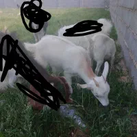 بزغاله سانن