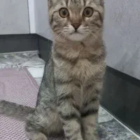 توله گربه اسکاتیش ۳ ماهه