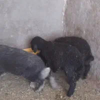 فروش ۳ راس بره افشاری خوراک خور