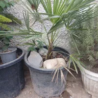 نخل و سیکاس