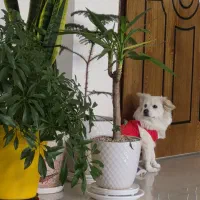 واگذاری توله سگ اصفهان