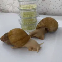 خاویار حلزون