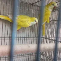 جفت راهب لوتینو ۳جفت موجود