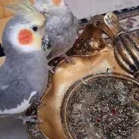 پرنده