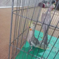 جوجه عروس هلندی
