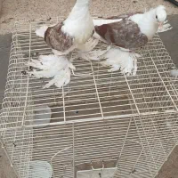 کبوتر زینتی پرپا