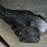 مرغ .با ده تا جوجه کردی اصل .کوزران