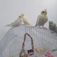 فروش طوطی عروس هلندی ۱ماهه