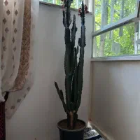 گل زیبای آفوریا
