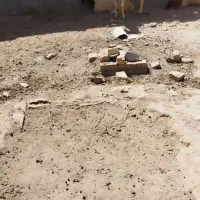 میش و بره جوان