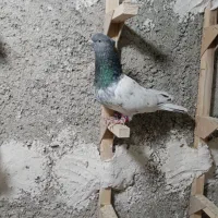 کبوتر ماده کله سبز