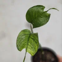 پیناتوم اسکلتون
