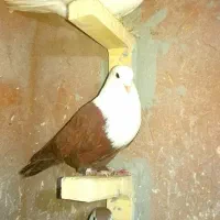 کبوتر بهبهونی شهری مخمل و دم سفیدسیاه بزن