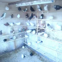 یه تعداد کبوتر پرشی همجوره تضمینی