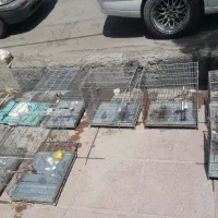 ماده سهره