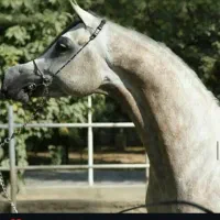 سیلمی عرب کره فیگاروجی وارداتی