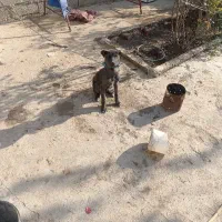 سگ نر کاملا سالم و بازیگوش، 6ماهه هستش