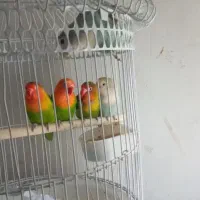 کوتوله مولد