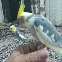 دوعدد عروس هلندی نر