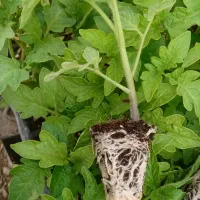 فروش نشا گوجه فرنگی