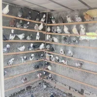 کفتر|پرنده|آبسرد, |دیوار