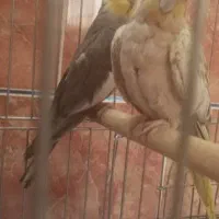 عروس هلندی بالغ