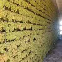 پخش کشمش