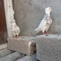 طوقی