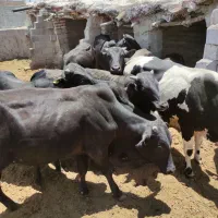 گوساله نر