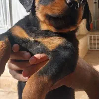 روتوایلراصیل