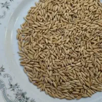 گندم دیم|عمده‌فروشی|کمره, |دیوار