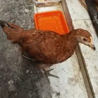 جوجه رسمی