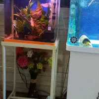 اکواریوم دلسا k800 و ماهیران
