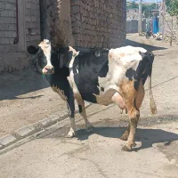 گاو‌ پرشیر با گوساله نر