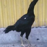 اوشامو گردن لرزون