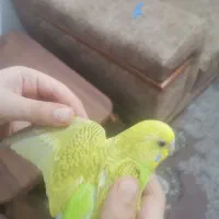 مرغ عشق ۳ماهه