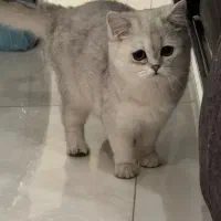 گربه اسکاتیش