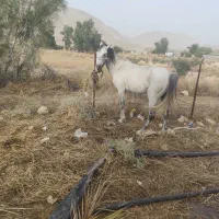 اسب دره شوری