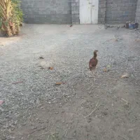 مرغ وخروس