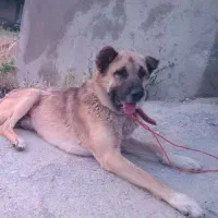 سگ سراب